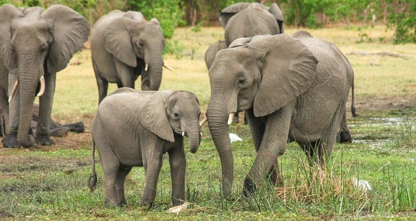 Schoensten Orte der Welt Elefanten auf Safari in Südafrika