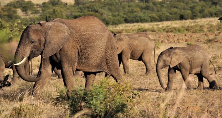 Schoensten Orte der Welt Elefanten auf Safari in Südafrika