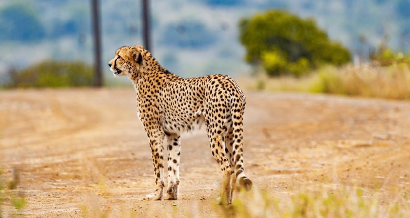Schoensten Orte der Welt Gepard auf Safari in Südafrika