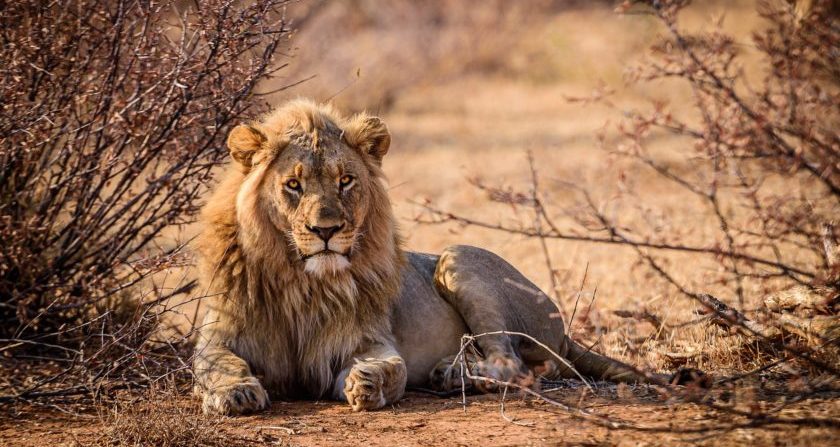 Schoensten Orte der Welt Löwe auf Safari in Südafrika