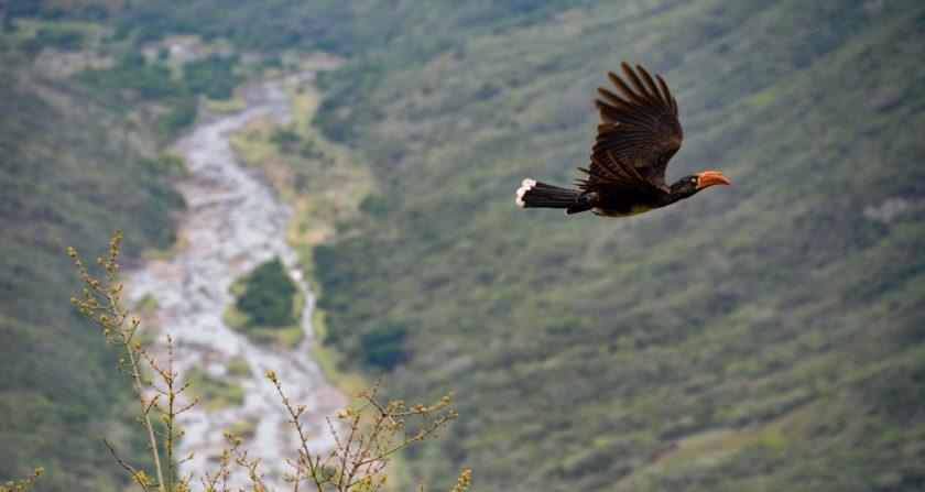 Schoensten Orte der Welt Vogel auf Safari in Südafrika