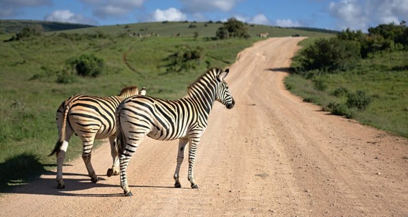 Schoensten Orte der Welt Zebras auf Safari in Südafrika